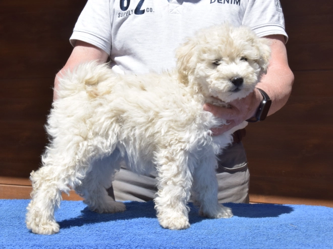 Perros Puli en venta